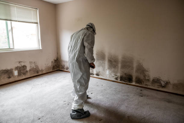 Niwot, CO Mold Remediation Company